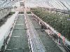 H24後期養液栽培高糖度 トマト（全景）