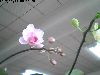 胡蝶蘭開花状況事務所より