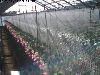 スイートピー１